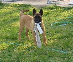 belgian malinois puppies 