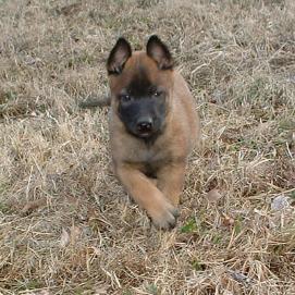 Mason's Belgian Malinois puppies