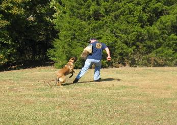 Malinois puppies