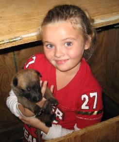 belgian malinois puppies for sale