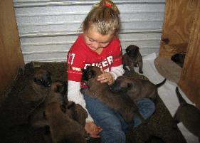malinois puppies