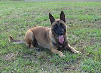 Belgian Malinois puppies for sale