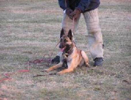 Click picture for Blackneck's Xena's page
